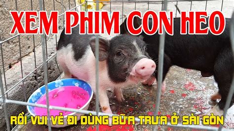 phim con heo viet nam